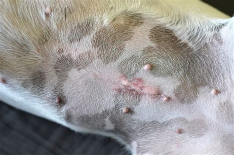 dog spay incision leaking fluid|How To Know If Your Dog’s Spay Incision Is Healing Normally!